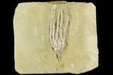 Crinoid (Lanecrinus) Fossil - Crawfordsville, Indiana #126184-1